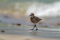 Kulik bledy - Pluvialis squatarola - Grey Plover o9189